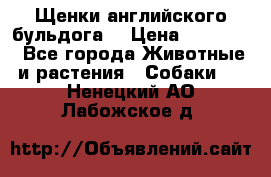 Щенки английского бульдога  › Цена ­ 60 000 - Все города Животные и растения » Собаки   . Ненецкий АО,Лабожское д.